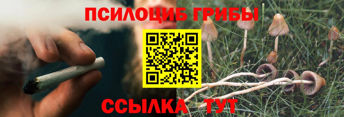Псилоцибиновые грибы Psilocybe Сегежа